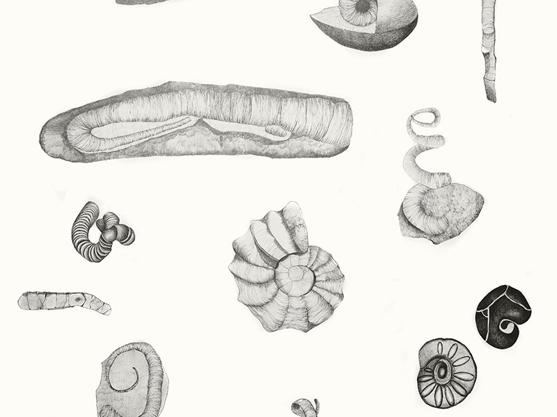 Quarries, fossils, shells and slag
